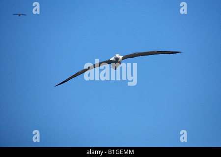 Albatros royale Taiaroa Head Péninsule d'Otago Dunedin ile sud Nouvelle Zelande Diomedea epomophora Banque D'Images