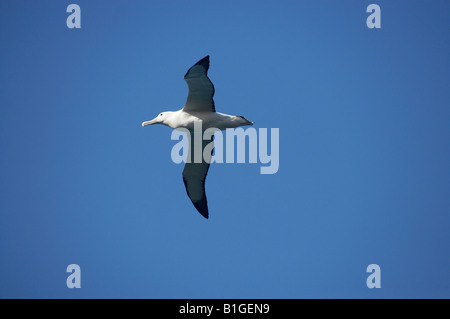 Albatros royale Taiaroa Head Péninsule d'Otago Dunedin ile sud Nouvelle Zelande Diomedea epomophora Banque D'Images