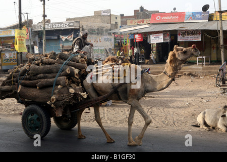 Vu sur la route de Jaipur à Agra - un chameau du remorquage d'un panier plein de bois de chauffage. Banque D'Images