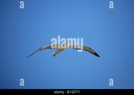 Albatros royale Taiaroa Head Péninsule d'Otago Dunedin ile sud Nouvelle Zelande Diomedea epomophora Banque D'Images