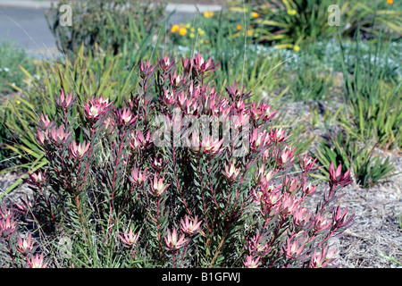 Sunbush Ouest/Sun Conebush Leucadendron - fleurs sessiles-famille des Protéacées Banque D'Images