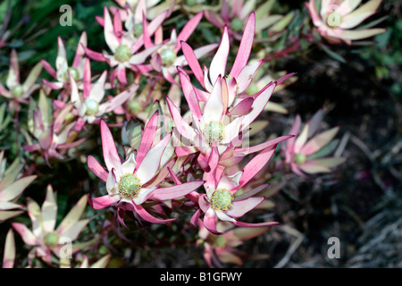 Sunbush Ouest/Sun Conebush Leucadendron - fleurs sessiles-famille des Protéacées Banque D'Images