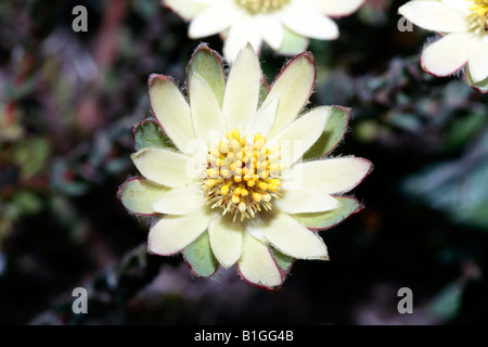 Femme fleur soleil Conebush/Sunbush l'Ouest à l'ouverture-Leucadendron sessile-famille des Protéacées Banque D'Images