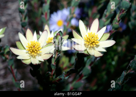 Femme fleur soleil Conebush/Sunbush l'Ouest à l'ouverture-Leucadendron sessile-famille des Protéacées Banque D'Images