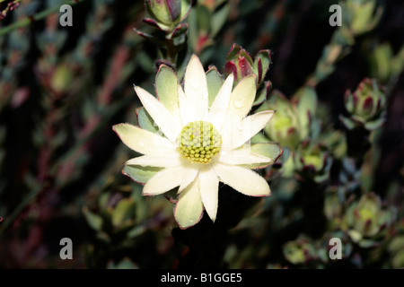 Femme/Sunbush-Leucadendron Sun Conebush Ouest sessile-famille des Protéacées Banque D'Images