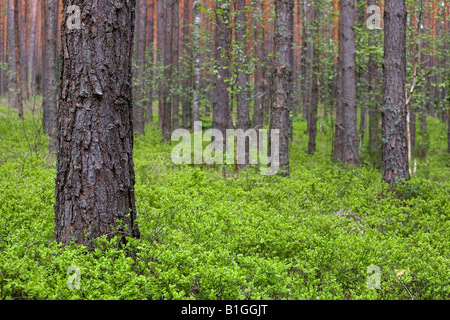 Forêt de pins dense au printemps avec des buissons de bleuets Banque D'Images