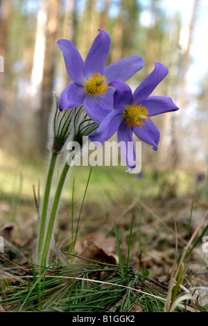 Belles fleurs perce-neige dans la forêt Banque D'Images