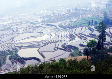 Chine Yunnan Yuanyang rice terraces Banque D'Images