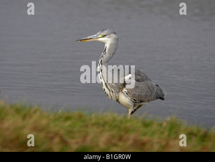 Héron cendré Ardea cinerea juvéniles sur jour de vent sur la côte nord du comté de Norfolk Banque D'Images