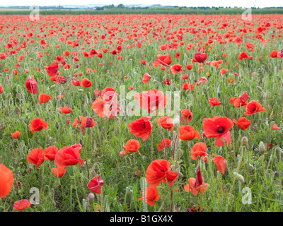 Couleur rouge vif et vert champ de coquelicots dans le Cambridgeshire, Royaume-Uni. Banque D'Images