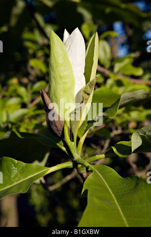 Magnolia tripetala Magnoliaceae débourrement dans LU Botanical Garden Riga Lettonie Banque D'Images