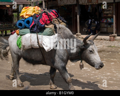 Yak chargé de transporter les randonneurs sur le chemin de l'Goecha La près du Mont Khangchendzonga au Sikkim, Inde Banque D'Images