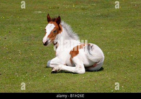 Poney New Forest, poulain pie,couché au repos, parc national New Forest, en Angleterre. Banque D'Images