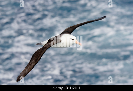 Albatros (Diomedea melanophris Black-Browed) voler au-dessus de la mer Banque D'Images