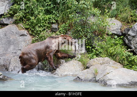 USA, Alaska, l'ours brun avec du saumon en bouche par bord de l'eau Banque D'Images