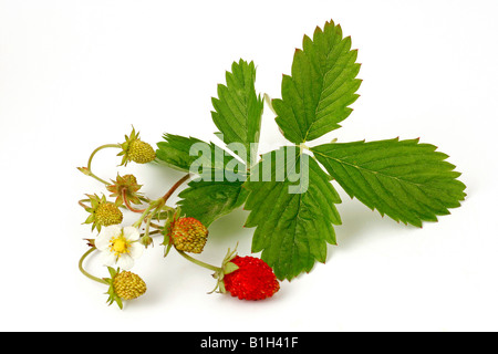 Les Fraises sauvages Fragaria vesca Banque D'Images