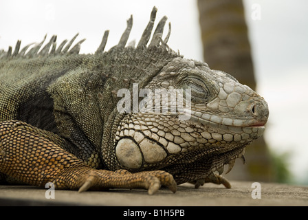 Iguana Banque D'Images