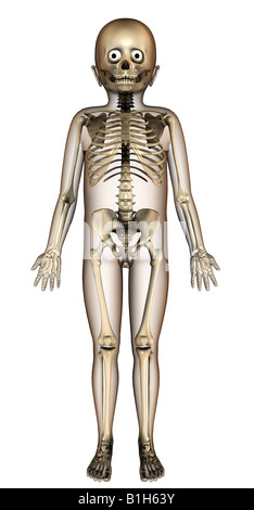 Squelette de l'enfant anatomie Banque D'Images