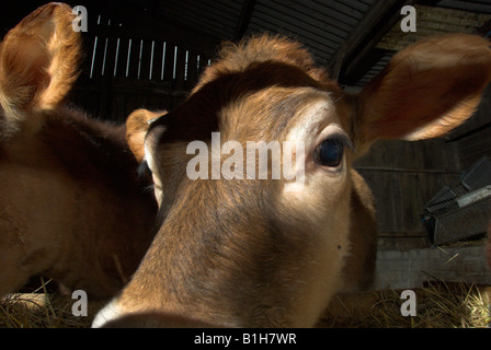 Jersey Guernesey Calf dans un stylo Banque D'Images