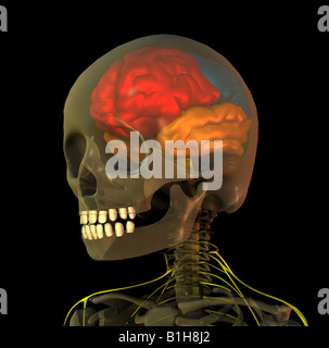 Anatomie du cerveau de la tête Banque D'Images