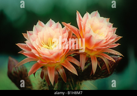 Echinopsis 'Première Lumière' (Fleur de cactus) Banque D'Images