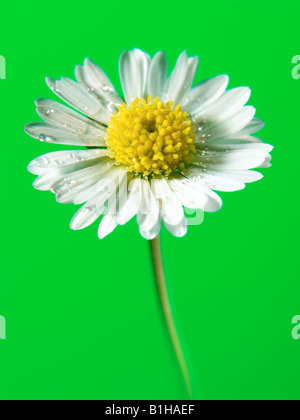 fleur de Marguerite Banque D'Images