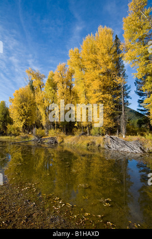 Les peupliers d'or le long de la rivière Snake à Grand Teton National Park Banque D'Images