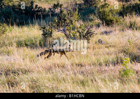 Chasse de renard roux Banque D'Images