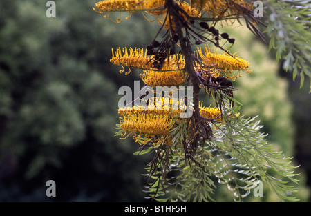 Rameau en fleurs de 'Grevillea robusta' Banque D'Images