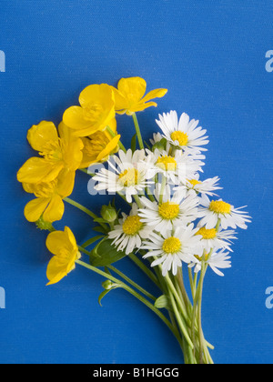 Renoncules daisies Banque D'Images