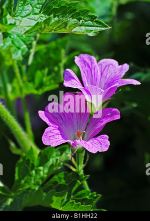 Geranium oxonianum 'Claridge Druce' Banque D'Images