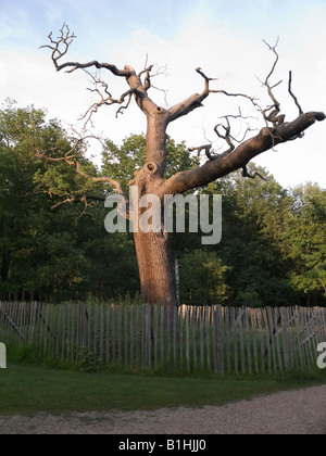 Très vieux chêne dans la plantation d'Isabella. Richmond Park. UK Banque D'Images