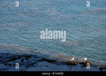 Deux mouettes sur un rivage rocailleux, zone de Portichol, Javea / Xabia, Province d'Alicante, Communauté Valencienne, Espagne Banque D'Images