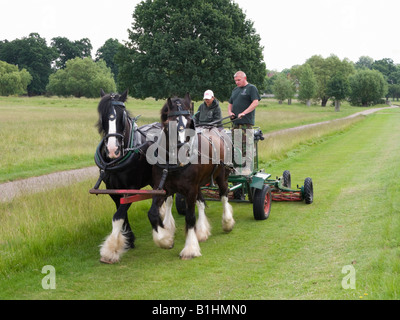 Une paire de chevaux Shire tirant une tondeuse à mettre en œuvre dans le parc de Richmond, Richmond. Surrey. UK Banque D'Images