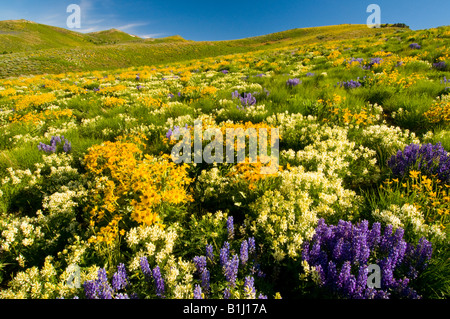 New York, Camas Prairie. Prairie de lupin mauve et jaune fleurs des montagnes près de soldat contre Fairfield. Banque D'Images