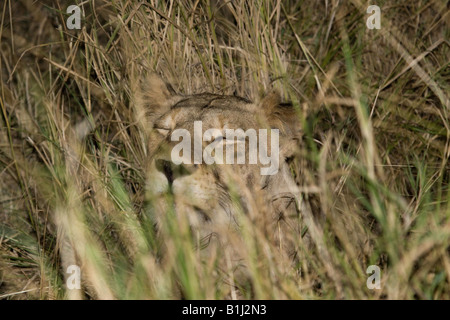 Lionne accroupi dans l'herbe haute la nuit, vu lors d'un safari de nuit en safari dans Kruger NP Banque D'Images