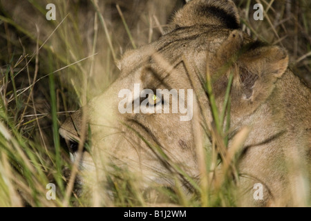 Lionne accroupi dans l'herbe haute la nuit, vu lors d'un safari de nuit en safari dans Kruger NP Banque D'Images