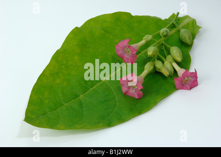 Le tabac commun, le tabac (Nicotiana tabacum), vert feuille et rameau en fleurs, studio photo Banque D'Images