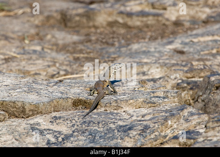 Moniteur du Nil (Varanus niloticus) Banque D'Images