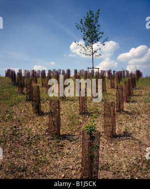 Les arbres nouvellement plantés. Banque D'Images