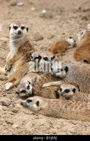 DEU Allemagne suricates dans le zoo ZOOM Erlebniswelt Gelsenkirchen dans Banque D'Images