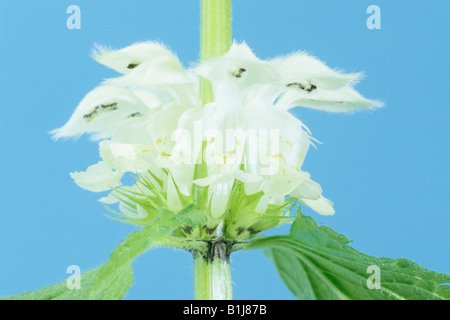 White Deadnettle (Lamium album) studio fleurs photo Banque D'Images