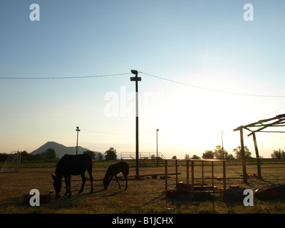 Chevaux pâturage sur la pelouse d'un stade de soccer, la Serbie-et-Monténégro, Skutari Voir Banque D'Images