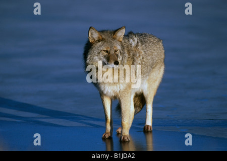 Coyote debout sur un étang gelé à l'Alaska Wildlife Conservation Center près de Portage. L'hiver dans le sud de l'Alaska. Banque D'Images