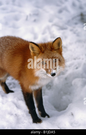 Close-up of a red fox debout dans la neige près de Big Sur. L'hiver dans le sud de l'Alaska. Banque D'Images