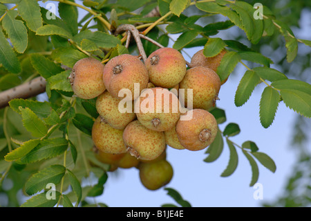 Le vrai service Tree (Sorbus domestica), fruits de l'arbre Banque D'Images