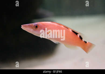 Cuckoo Wrasse, Labrus mixtus, Syn. L. bimaculatus Banque D'Images