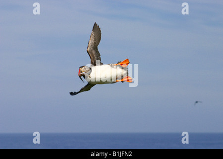 Macareux moine, Fratercula arctica Macareux moine (commune), battant avec poissons dans son projet de loi, le Royaume-Uni, les îles Shetland, est équitable Banque D'Images