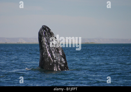 La baleine grise (Eschrichtius robustus, Eschrichtius gibbosus), spyhopping, Mexique, Basse Californie, San Ignacio Lagoon Banque D'Images