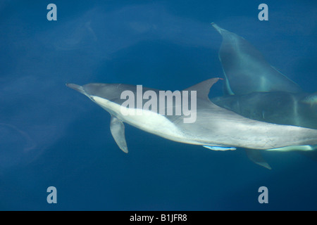 Dauphin commun, dauphin commun à bec court, saddleback(ed), Dolphin Dolphin croisé (Delphinus delphis), tensioactifs sous l'eau Banque D'Images